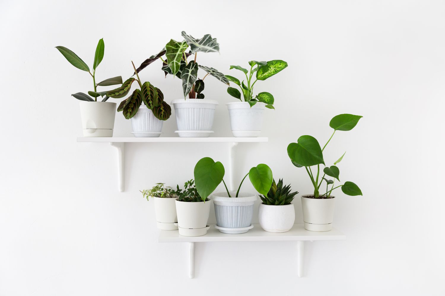 plants on open shelving